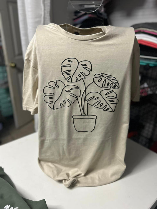 Monstera plant